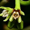 Ceriops tagal (Yellow Mangrove) コヒルギ in Aeroglen<br />Canon KDX (400D) + EFS60 F2.8 + SPEEDLITE 380EX